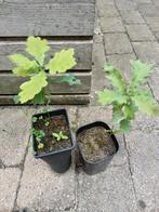 eikenboom, Herfst, Overige soorten, Minder dan 100 cm, Ophalen