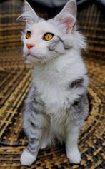 Maine Coon poes – Black Tortie Silver – NLKV stamboom, Dieren en Toebehoren, Poes, Gechipt, 0 tot 2 jaar