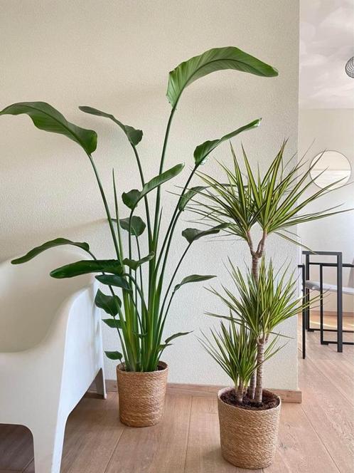 2for 90 - Strelitzia Nicolai and Dracaena Sunray, Huis en Inrichting, Kamerplanten, Overige soorten, 100 tot 150 cm, Groene kamerplant
