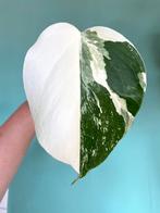 Topkwaliteit Half Moon, witte Monstera Albo Variegata stek, Ophalen, Overige soorten, Minder dan 100 cm