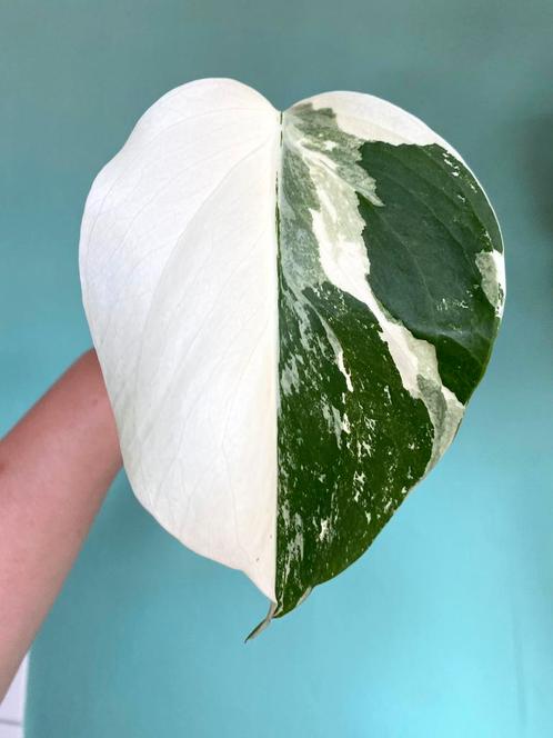 Topkwaliteit Half Moon, witte Monstera Albo Variegata stek, Huis en Inrichting, Kamerplanten, Overige soorten, Minder dan 100 cm