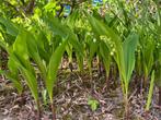 Lelietje van Dalen of meiklokje Wit (Convallaria majalis), Ophalen, Bodembedekkers, Vaste plant, Halfschaduw
