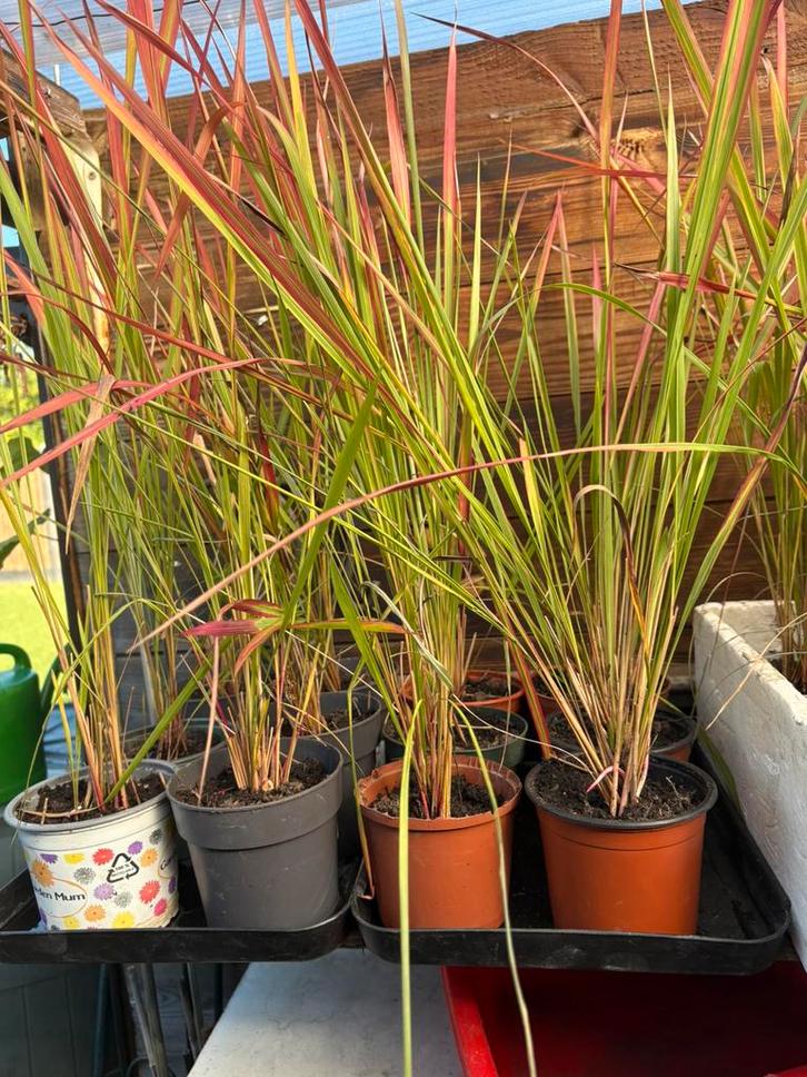 Japans Bloedgras, Tuin en Terras, Planten | Tuinplanten, Siergrassen, Halfschaduw, Ophalen