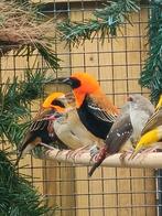 Koppel oranje wevers, Meerdere dieren, Tropenvogel