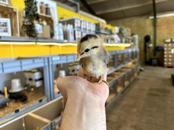 Jonge tamme araucana kuikens te koop gesekst en ingeënt