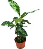 Aglaonema Tricolor | Potmaat 10,5, Overige soorten, In pot, Minder dan 100 cm, Groene kamerplant