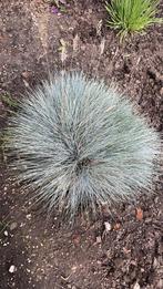 Siergras, Tuin en Terras, Planten | Tuinplanten, Ophalen, Volle zon, Vaste plant, Siergrassen
