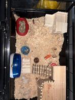 Goudhamster, Hamster, Mannelijk, Tam, Oktober