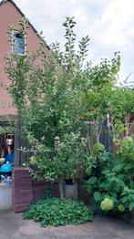 Appelboom Elstar, Ophalen, Appelboom, Lente