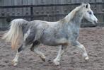 Twee prachtige drachtige Welsh A merries, Dieren en Toebehoren, Merrie, B pony (1.17m tot 1.27m), Met stamboom, 3 tot 6 jaar