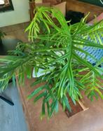 philodendron elegance / trixi stek, Ophalen of Verzenden, Halfschaduw, Minder dan 100 cm