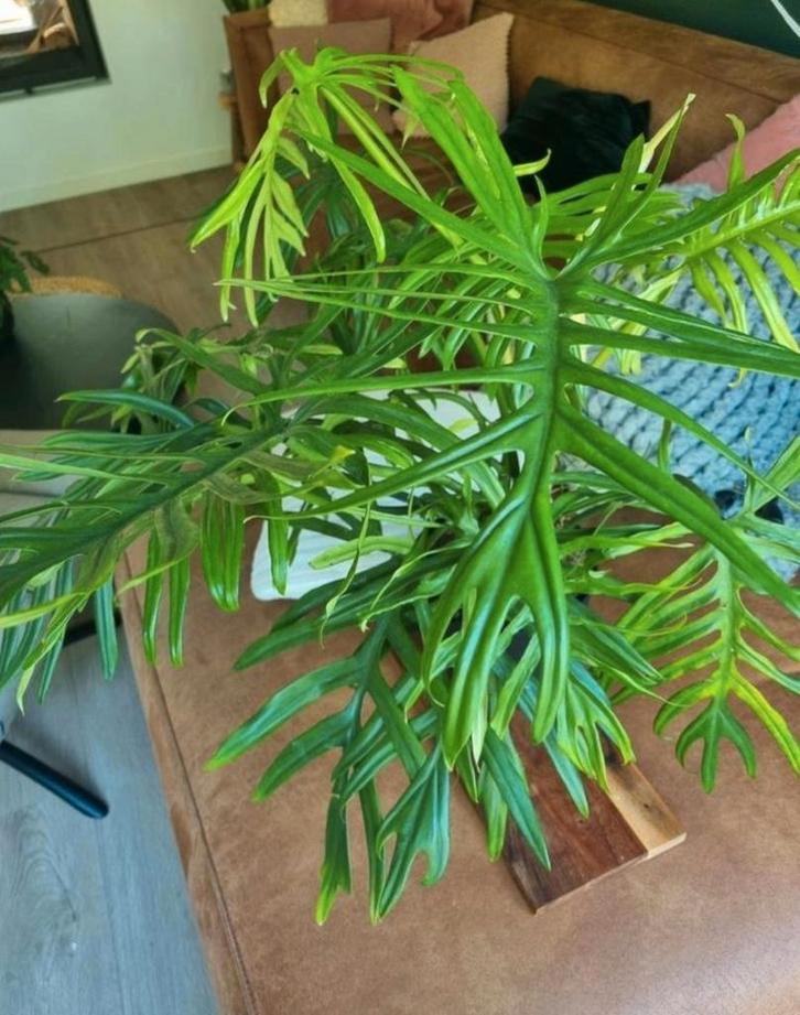 philodendron elegance / trixi stek, Huis en Inrichting, Kamerplanten, Minder dan 100 cm, Halfschaduw, Ophalen of Verzenden