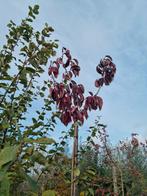Roodbladige Japanse sierkers
Prunus serrulata, Ophalen, Halfschaduw, Overige soorten, 100 tot 250 cm
