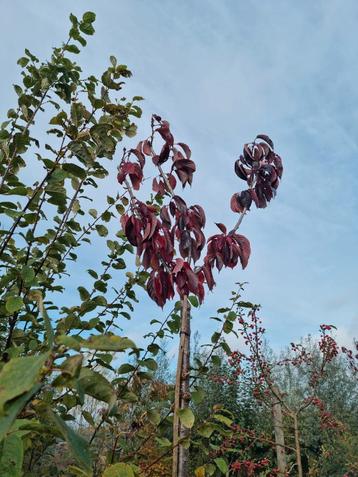 Roodbladige Japanse sierkers
Prunus serrulata  beschikbaar voor biedingen