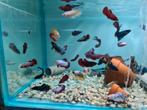 Betta vrouwen, kempvis vrouwen, betta splendens, Vis, Zoetwatervis