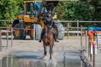 Super knappe, eerlijke spaanse ruin, Dieren en Toebehoren, Paarden, Ruin