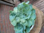 Vetplant, Ophalen, Zo goed als nieuw