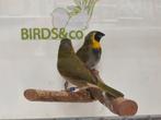 Div. Koppels Cubavinken beschikbaar., Dieren en Toebehoren, Meerdere dieren, Tropenvogel