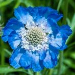 Scabiosa Blue in P 9 pot., Volle zon, Vaste plant, Zomer, Ophalen
