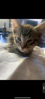 Kittens, Dieren en Toebehoren