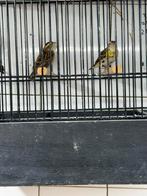 Te koop gevraagd voor export veel soorten vogels, Dieren en Toebehoren, Meerdere dieren