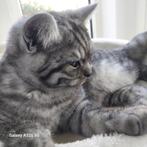 Britse korthaar kitten een katertje, Dieren en Toebehoren, Kater, Gechipt, 0 tot 2 jaar