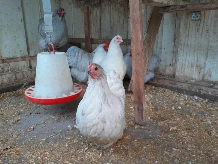 Aangeboden orpington kriel hennen, Dieren en Toebehoren, Pluimvee, Kip, Vrouwelijk