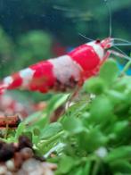 Crystal red garnalen, Kreeft, Krab of Garnaal