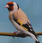 Marjor putter pop, Dieren en Toebehoren, Vogels | Overige Vogels, Vrouwelijk, Wildzangvogel