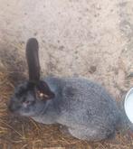 Vlaamse reus ram, Mannelijk, Groot, 0 tot 2 jaar