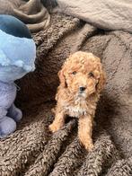 Cockapoo pups F1B, Parvo, Overige rassen, 8 tot 15 weken, Meerdere