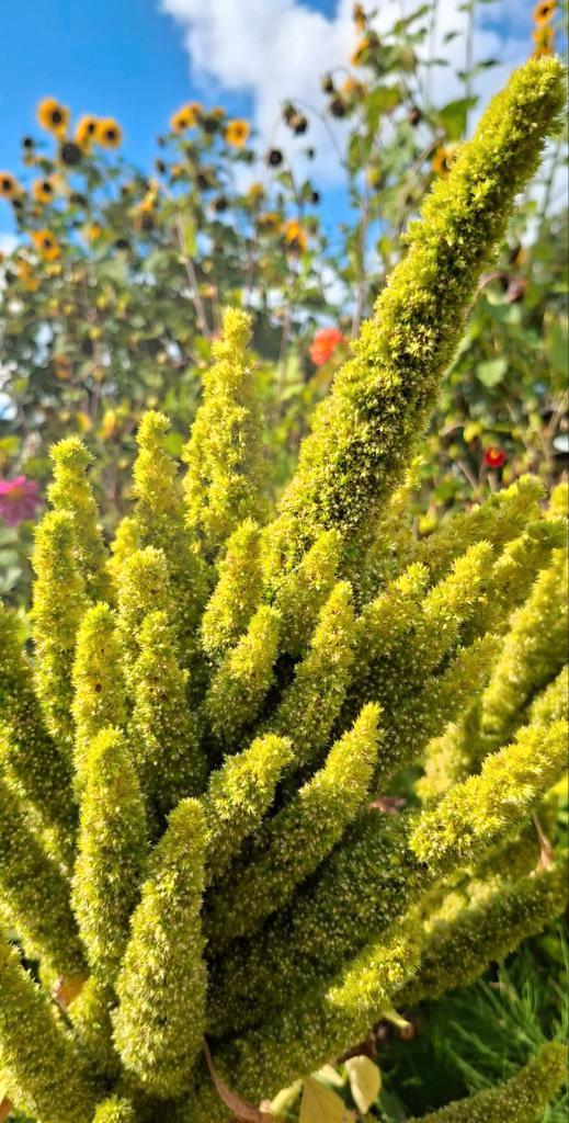 🌱 Groene amarant & red garnet zaden te koop, Tuin en Terras, Bloembollen en Zaden, Zaad, Voorjaar, Volle zon, Ophalen of Verzenden