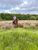 Knappe d pony, Dieren en Toebehoren, Pony's, Z, Gechipt, Ruin, Springpony