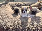 Chihuahua pup met FCI stamboom, Dieren en Toebehoren, CDV (hondenziekte), Meerdere, 8 tot 15 weken, Meerdere dieren
