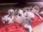 Heilige Birmaan x Ragdoll MOGEN VERHUIZEN!!, Dieren en Toebehoren, Katten en Kittens | Raskatten | Langhaar, Meerdere dieren, Gechipt