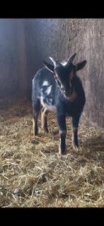 Bokje, Dieren en Toebehoren, Schapen, Geiten en Varkens, Mannelijk, Geit, 0 tot 2 jaar