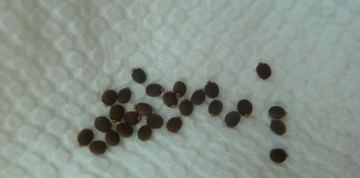 Indische wandelende takken eitjes, Dieren en Toebehoren, Insecten en Spinnen, Wandelende tak