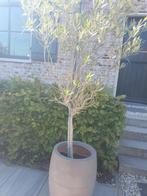 Olijfboom, Bloeit niet, 100 tot 250 cm, Olijfboom, Ophalen