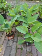 Hosta sieboldiana, Ophalen, Zomer, Overige soorten, Halfschaduw