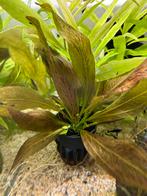 Echinodorus ozelot /red, Ophalen of Verzenden, Nieuw, Plant(en), Steen of Hout