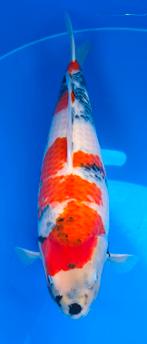 Koi karper Showa, Dieren en Toebehoren, Karper of Koi