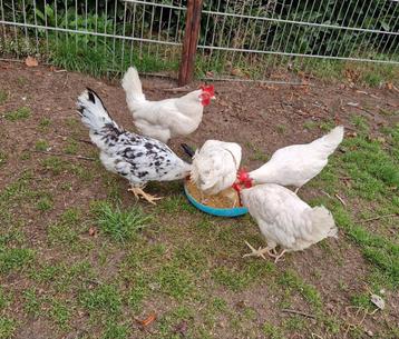 Te koop 8 witte leghoorn hennen  beschikbaar voor biedingen