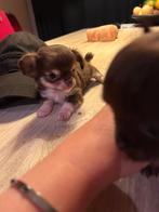 Chihuahua pup mini langhaar  teefje, Dieren en Toebehoren, CDV (hondenziekte), 8 tot 15 weken, Teef, Meerdere
