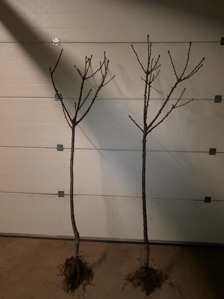 Kersenboom, Tuin en Terras, Planten | Fruitbomen, Lente, Ophalen
