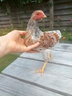 Goud Blauw gezoomd Wyandotte haan, Dieren en Toebehoren, Mannelijk, Kip