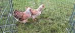 Wyandotte kriel zalm, Dieren en Toebehoren, Pluimvee, Vrouwelijk, Kip