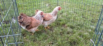 Wyandotte kriel zalm beschikbaar voor biedingen