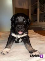 Lieve Labrador x Friese stabij pups te koop!, Parvo, 8 tot 15 weken, Meerdere, Meerdere dieren