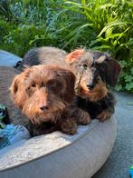 Doortje & Frits (ruwharige dwergteckels), Dieren en Toebehoren, 6 jaar of ouder, Dwerg, Meerdere, Meerdere dieren