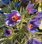 Zaden Wildemanskruid paars - Pulsatilla vulgaris, Verzenden, Voorjaar, Volle zon, Zaad